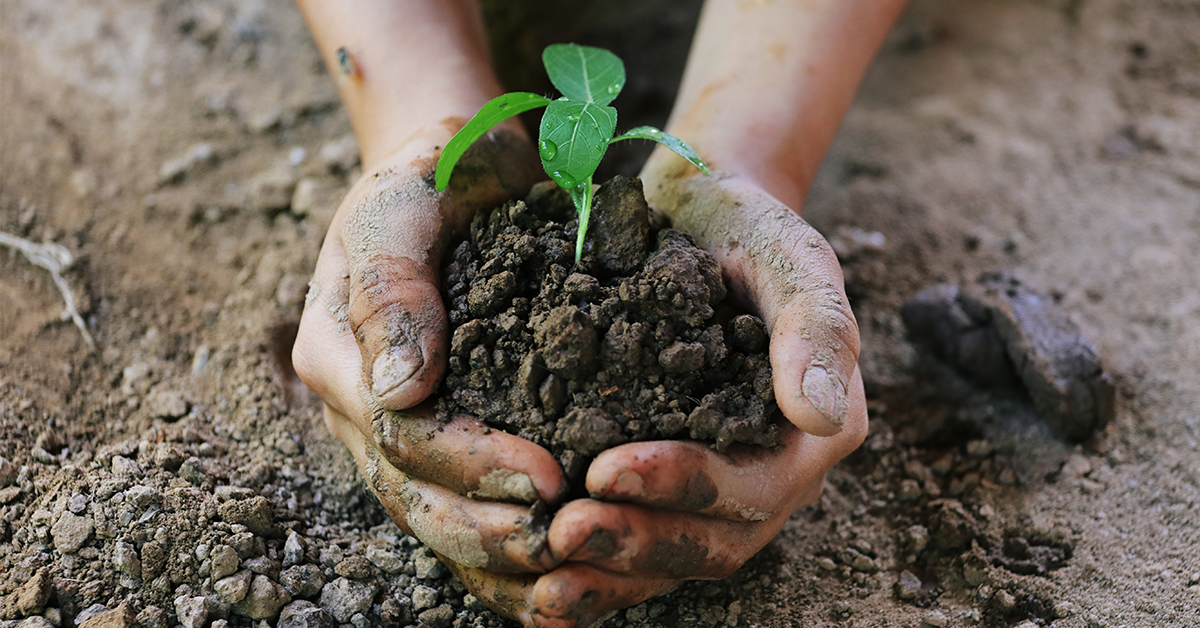 hands in soil holding a small green leaved plant