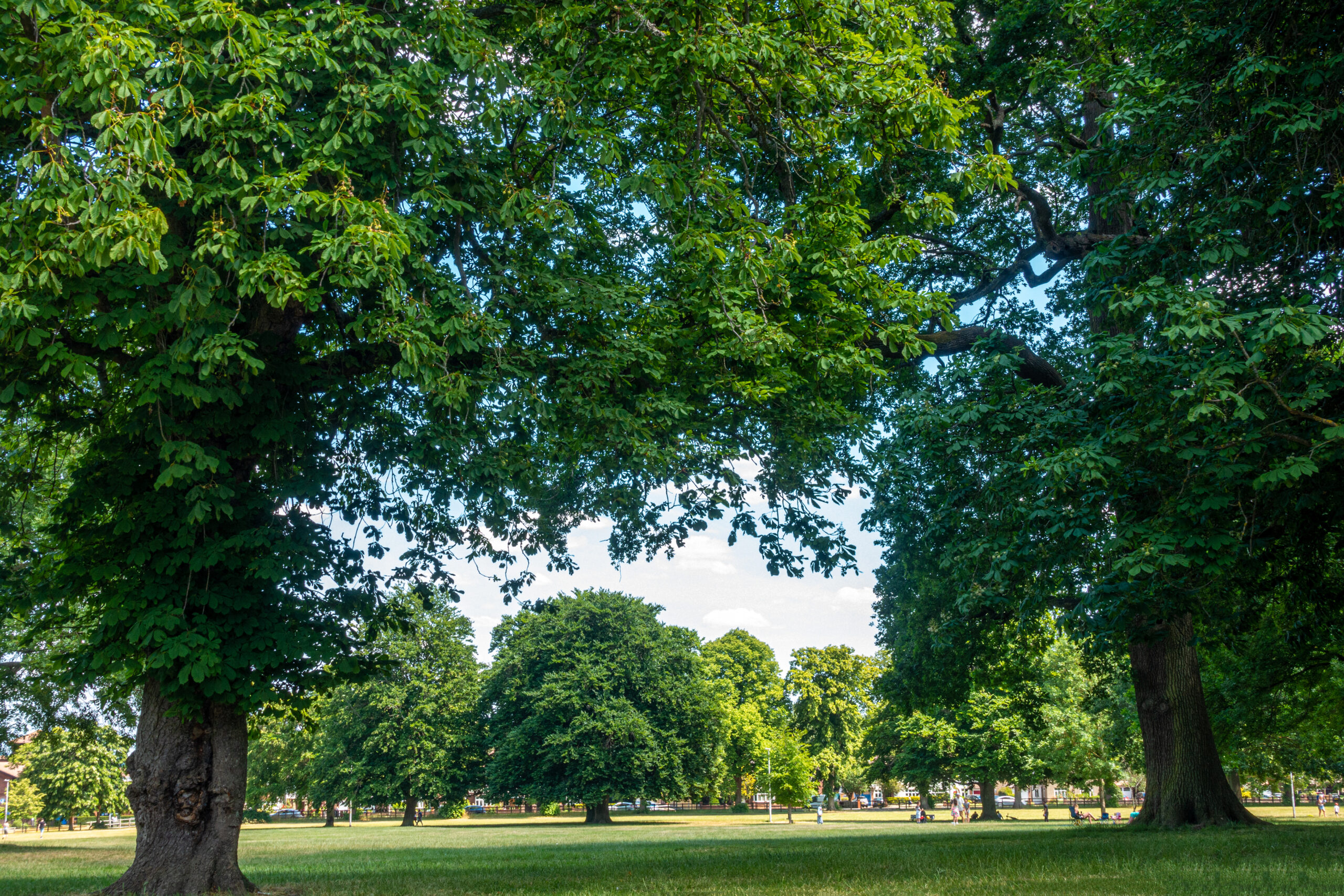 An image of trees in Prospect park in Reading.