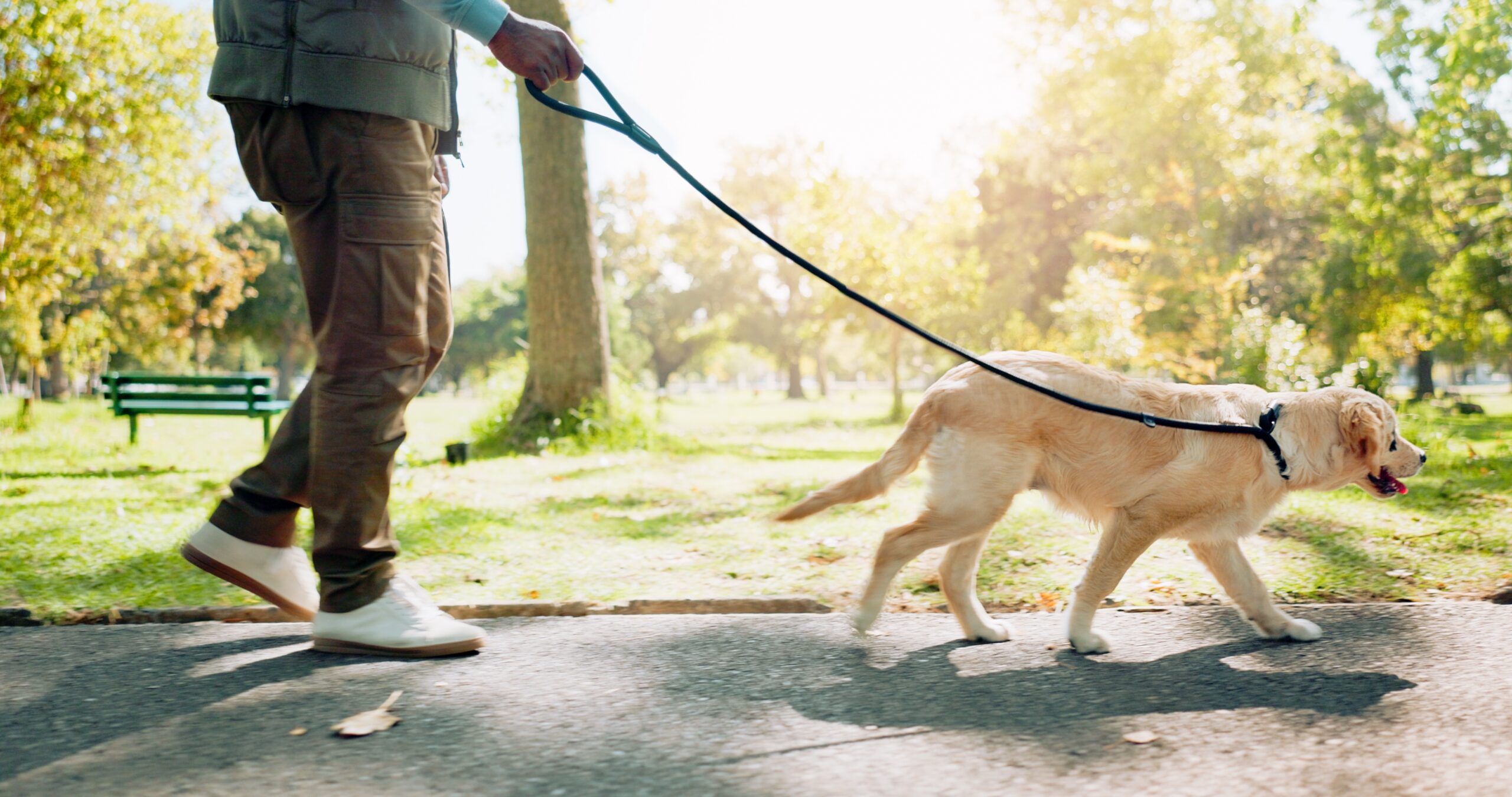 An image of a person walking a golden retriever in park.