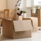 An image of a golden retriever sitting in a cardboard box while moving home with a dog.