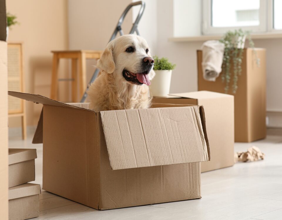 An image of a golden retriever sitting in a cardboard box while moving home with a dog.