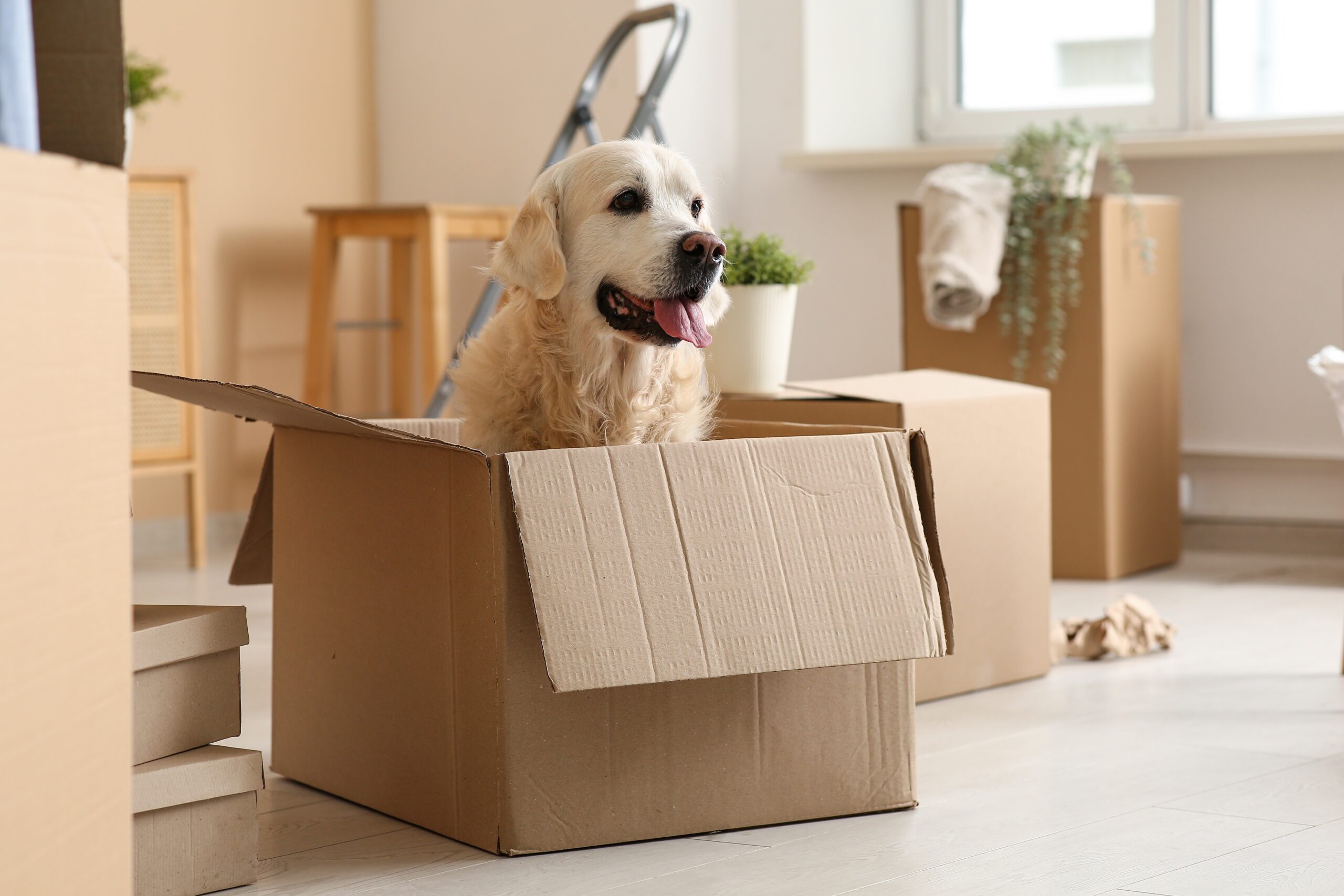 Helpful Tips for Moving Home with a Dog